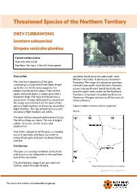 Grey Currawong