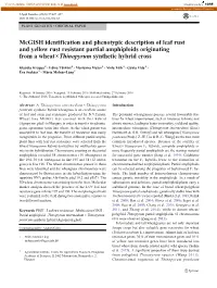 Mcgish Identification and Phenotypic Description of Leaf Rust and Yellow Rust Resistant Partial Amphiploids Originating from a Wheat×Thinopyrum Synthetic Hybrid Cross