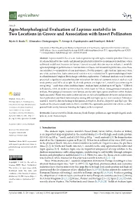 Agro-Morphological Evaluation of Lupinus Mutabilis in Two Locations in Greece and Association with Insect Pollinators