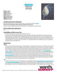 Daphnia Water Flea 87 W 5200 Species: Magna Genus: Daphnia Family: Daphniidae Order: Cladocera Class: Branchiopoda Phylum: Arthropoda Kingdom: Animalia