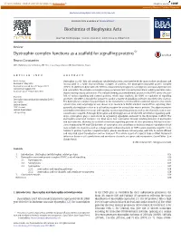 Dystrophin Complex Functions As a Scaffold for Signalling Proteins☆