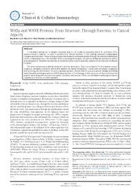 Wasp and WAVE Proteins: from Structure, Through Function, To