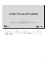 Genetic Variability of Gray Silverfish Ctenolepisma Longicaudata and Ghost Silverfish C