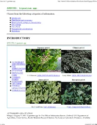 Ligustrum Spp