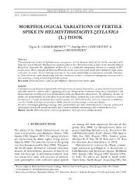 Morphological Variations of Fertile Spike in Helminthostachys Zeylanica (L.) Hook
