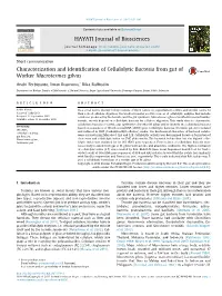 Characterization and Identification of Cellulolytic Bacteria from Gut of Worker Macrotermes Gilvus