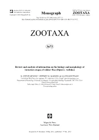 Diptera: Asilidae)