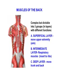 Muscles of the Back