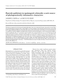 Fasciole Pathways in Spatangoid Echinoids: a New Source of Phylogenetically Informative Characters