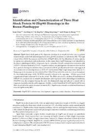 Identification and Characterization of Three Heat Shock Protein 90