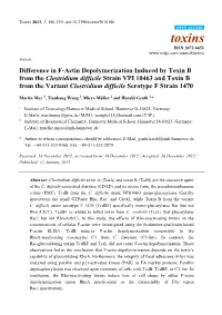 Difference in F-Actin Depolymerization Induced by Toxin B from The