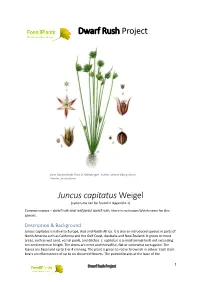 Dwarf Rush Project Juncus Capitatus Weigel