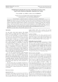 Morphological and Molecular Taxonomy of Helminths of the Slow Worm, Anguis Fragilis (Linnaeus) (Squamata: Anguidae) from Turkey
