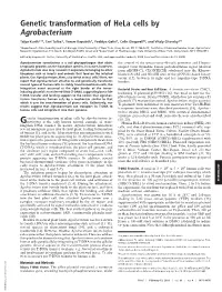 Genetic Transformation of Hela Cells by Agrobacterium