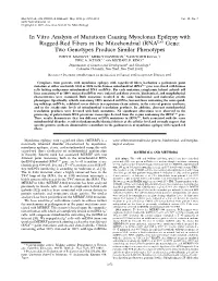 In Vitro Analysis of Mutations Causing Myoclonus Epilepsy with Ragged-Red Fibers in the Mitochondrial Trnalys Gene: Two Genotypes Produce Similar Phenotypes JUDY P