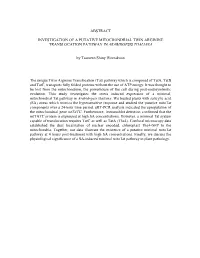 Abstract Investigation of a Putative Mitochondrial Twin