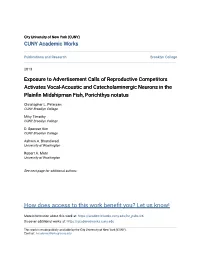 Exposure to Advertisement Calls of Reproductive Competitors Activates Vocal-Acoustic and Catecholaminergic Neurons in the Plainf