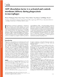 ADP Ribosylation Factor 6 Is Activated and Controls Membrane Delivery