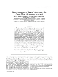 Fine Structure of Eimer's Organ in the Coast Mole (Scapanus Orarius)