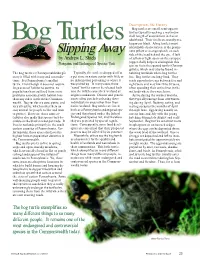 Bog Turtles Are Small, Semi-Aquatic Turtles Typically Reaching a Maximum Shell Length of Around Four Inches at Bog Turtles Adulthood