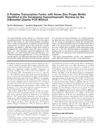 A Putative Transcription Factor with Seven Zinc-Finger Motifs Identified in the Developing Suprachiasmatic Nucleus by the Differ