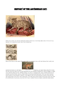 The-Abyssinian-Cat.Pdf