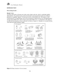 Loris Husbandry Manual REPRODUCTION Determining