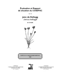 Jonc De Kellogg(Juncus Kelloggii)