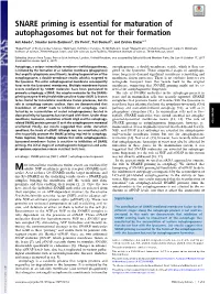 SNARE Priming Is Essential for Maturation of Autophagosomes but Not for Their Formation