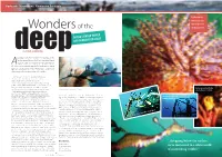 Diving's Under-World Off Mornington Coast “..Dropping Below the Surface