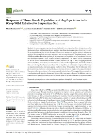 Response of Three Greek Populations of Aegilops Triuncialis (Crop Wild Relative) to Serpentine Soil