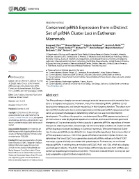 Conserved Pirna Expression from a Distinct Set of Pirna Cluster Loci in Eutherian Mammals