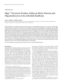 Olig2 Precursors Produce Abducens Motor Neurons and Oligodendrocytes in the Zebrafish Hindbrain