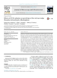 Effects of UV-B Radiation on Germlings of the Red Macroalga Nemalion