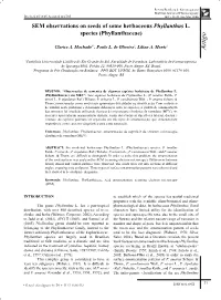SEM Observations on Seeds of Some Herbaceous Phyllanthus L. Species (Phyllanthaceae)