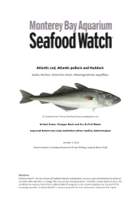 Atlan C Cod, Atlan C Pollock and Haddock