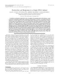 Escherichia Coli Responses to a Single DNA Adduct