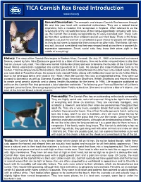 TICA Cornish Rex Breed Introduction