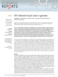 UV Induced Visual Cues in Grasses
