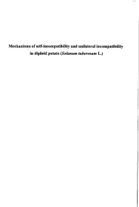 Mechanisms of Self-Incompatibility and Unilateral Incompatibility in Diploid Potato (Solanum Tuberosum L.)