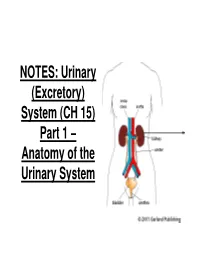 NOTES: Urinary (Excretory) System (CH 15) Part 1 – Anatomy of the Urinary System Urinary (Excretory) System…