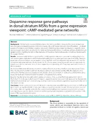 Dopamine Response Gene Pathways in Dorsal Striatum Msns from a Gene Expression Viewpoint: Camp‑Mediated Gene Networks Vladimir N