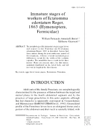 Ectatomma Edentatum Roger, 1863 Is Described