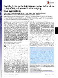 Peptidoglycan Synthesis in Mycobacterium Tuberculosis Is Organized Into Networks with Varying Drug Susceptibility