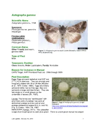 Autographa Gamma