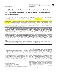 Identification and Characterization of Neuroblasts in the Subventricular Zone and Rostral Migratory Stream of the Adult Human Brain