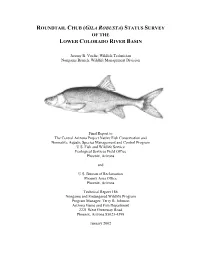 Roundtail Chub (Gila Robusta) Status Survey of the Lower Colorado River Basin
