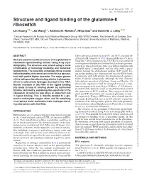Structure and Ligand Binding of the Glutamine-II Riboswitch