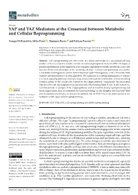 YAP and TAZ Mediators at the Crossroad Between Metabolic and Cellular Reprogramming