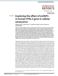 Exploring the Effect of Nssnps in Human YPEL3 Gene in Cellular